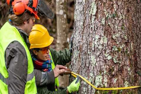 The Importance of Protective Gear for Tree Trimming