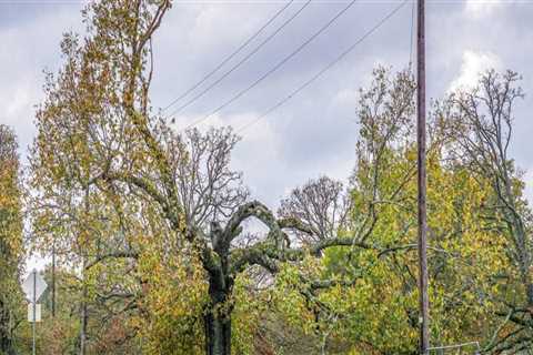 Working Near Power Lines: Tips for Tree Trimming and Safety Precautions