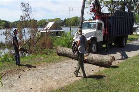 Fayetteville Georgia Tree Service: Offering Free Estimates for Quality Tree Care