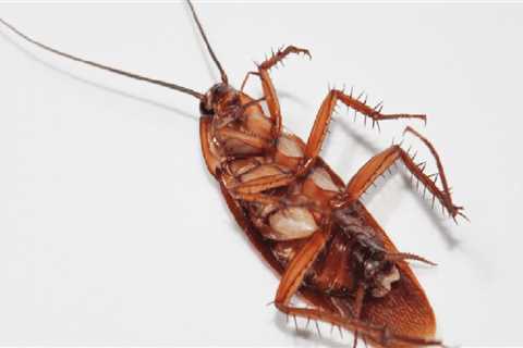 Where do roaches go after extermination?