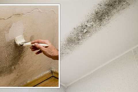 Can You Paint Over Mould?