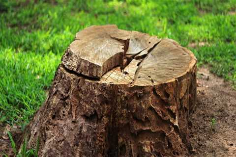 Residential Tree Removal: Can You Replant a New Tree in the Same Spot?