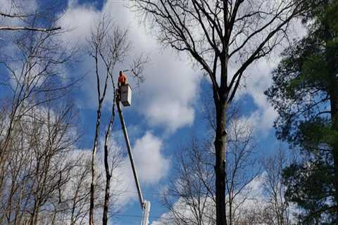 Why Bensalem Tree Services is the Best Choice for Your Tree Care Needs