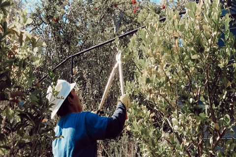 Ensuring the Health and Safety of Your Trees in San Ramon