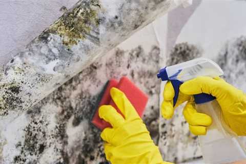 How to Use Natural Products For Mold Removal