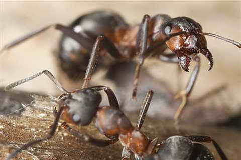 Termite Treatment Canterbury Village FL - Emergency Residential Pest Control