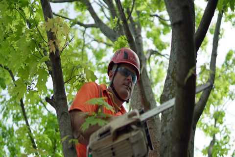 St. Louis Arborist Services: The Complete Guide to Tree Planting