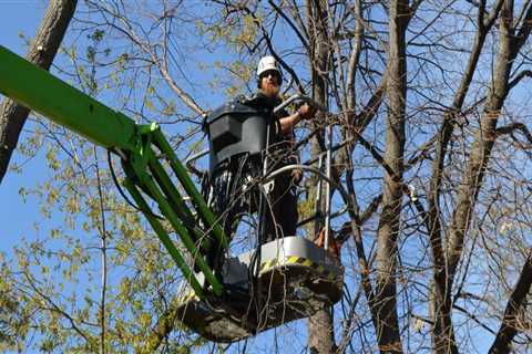 Qualifications and Certifications to Look for in a St. Louis Arborist