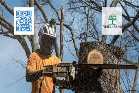 St. Louis Arborist Services: The Importance of Emergency Tree Removal