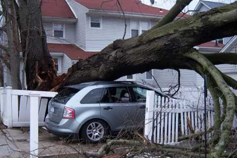 Tree Surgeon Location