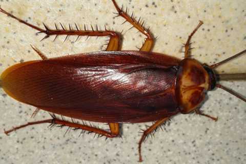 Why Do I Have Roaches In My Clean House?