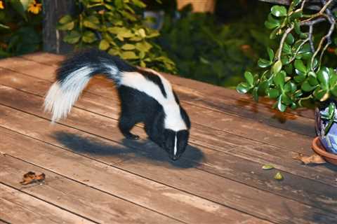 Animal Skunk Smell Removal: How To Get Rid Of Skunk Odor From Your Home