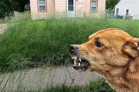 Neighbors DOGS HARASSED ME While Mowing Overgrown Lawn