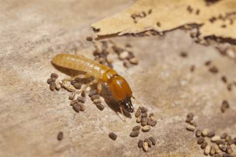 Termite Treatment The Meadows at Van Dyke Farms  - Emergency Residential Pest Control