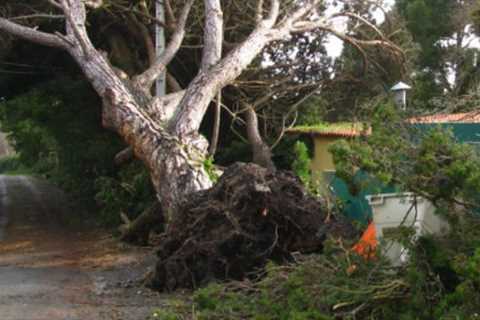 Tree Surgeon Mellor Brook