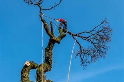 Tree Surgeon Charnock Richard