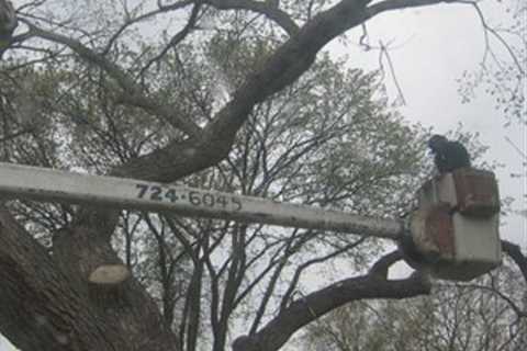 Tree Surgeon Ewood