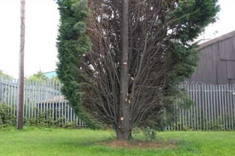 Tree Surgeon Grange