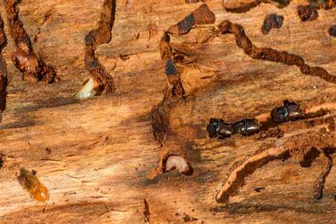 The Importance Of Termite Control As Part Of Tree Maintenance In Orange County