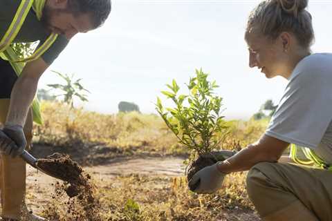 UNDERSTANDING THE DIFFERENT TYPES OF TREE TRANSPLANTATION