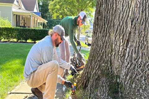 Defending Groveland's Ash Trees: The Importance Of Emerald Ash Borer Awareness In Lawn Maintenance