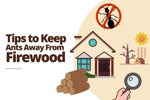 Toronto Pest Control: Tips to Keep Carpenter Ants Away From Firewood