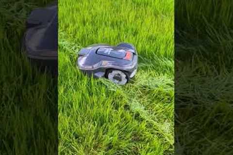 You won''t believe how Husqvarna Automower 305 is cutting through extremly tall grass