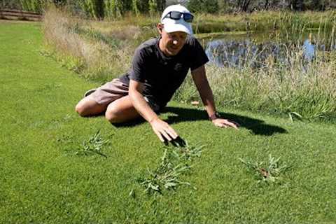 Grassy Weed Removal in My Lawn // Paspalum, Couch and Crabgrass