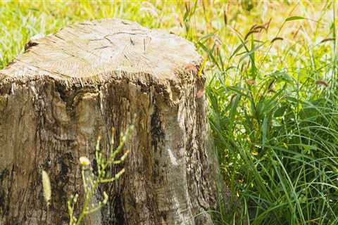 Unearthing Potential: The Importance Of Stump Grinding In Martinsburg Arborist Services