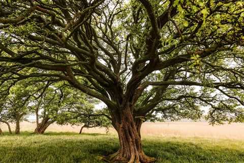    THE SCIENCE BEHIND HOW TREES PROVIDE SHADE