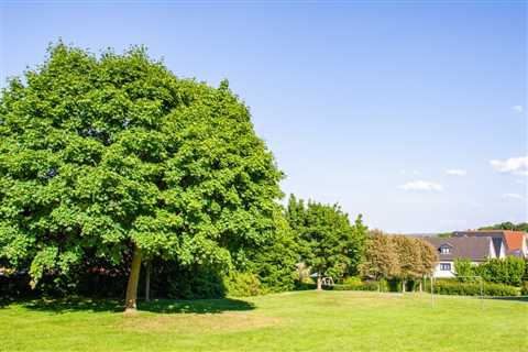 THE ROLE OF TREES IN SUPPORTING POLLINATORS