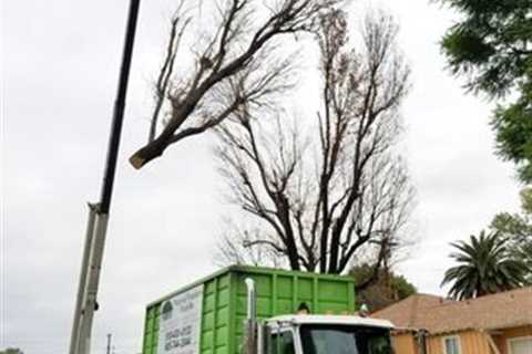 When Should You Invest in Tree Removal?