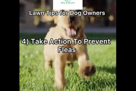 Lawn Tips For Dog Owners | Steve And Steven’s Lawn Care #florida #lawncare #landscaping