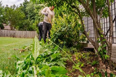 How Lawn Servicing Can Enhance Your Tree Felling Experience In Northern Virginia