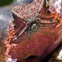 Which pest control is best for lizards?