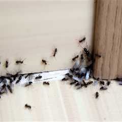 The Best Ant Control Services In Atlanta, Georgia That Provide The Best Solutions For Outdoor Pest..