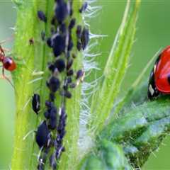 What are the 3 ways you can control pest without harming the environment?