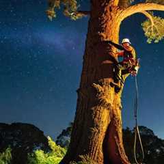 Safeguarding Our Green Giants: Mastering Tree Inspection Protocols for Arborist Compliance and..