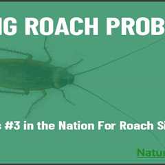 Big Roaches Miami #3 In The U. S. For Roach Sightings | NaturePest
