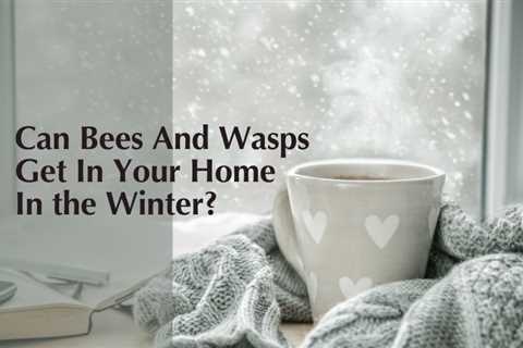 Can Bees And Wasps Get In Your Home In the Winter