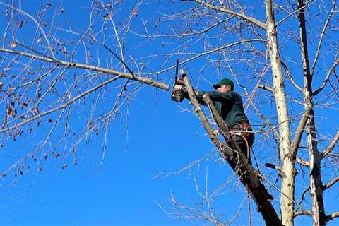 Revitalize Your Garden: Mastering Dead Wooding for Healthier Trees and Stunning Canopy Shaping