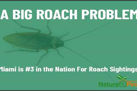 Big Roaches Miami #3 In The U. S. For Roach Sightings | NaturePest