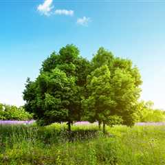 THE BENEFITS OF USING TREES FOR TEMPERATURE REGULATION