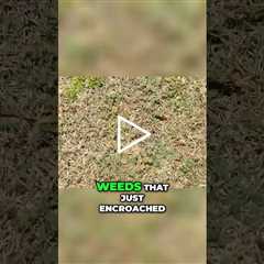 Transform Your Lawn  Identifying and Solving Grass Encroachment Issues