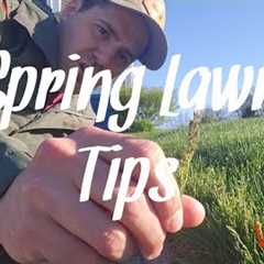 Spring Lawn Care Tips For Beginners