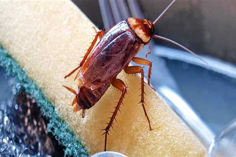 How many times do you have to exterminate to get rid of roaches?