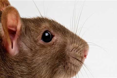 Rodent Removal Services In Calgary: What To Expect And How To Choose The Best Provider