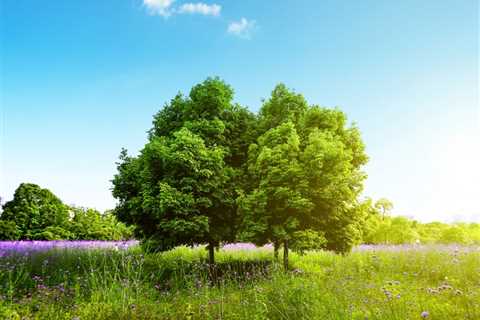 THE BENEFITS OF USING TREES FOR TEMPERATURE REGULATION