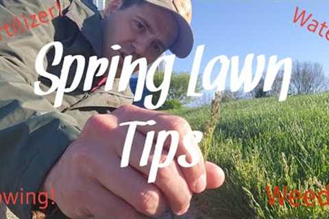 Spring Lawn Care Tips For Beginners