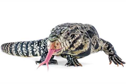 Argentine black and white tegu: Salvator merianae